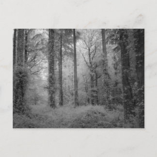Die Feen von Werndee Woods No1 Postkarte