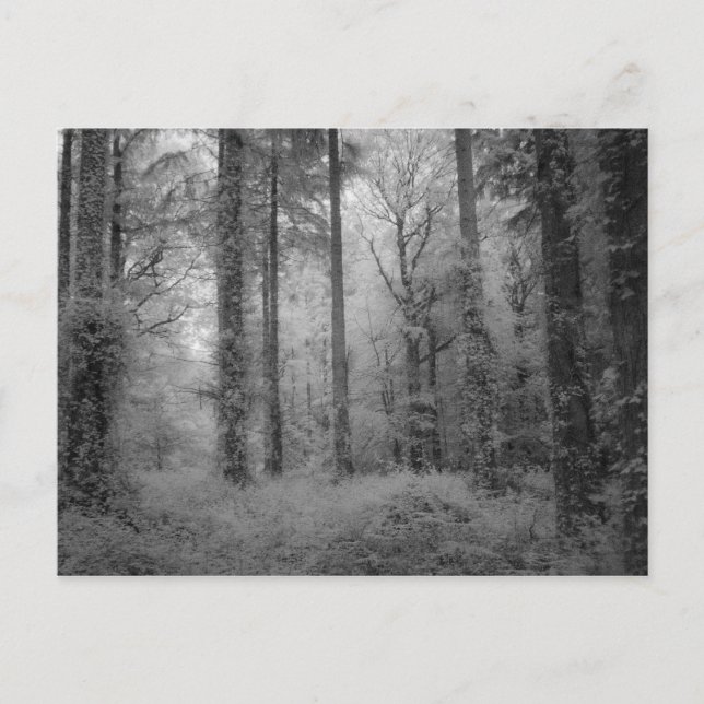 Die Feen von Werndee Woods No1 Postkarte (Vorderseite)