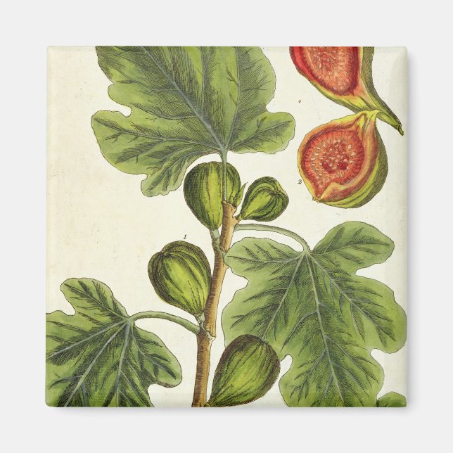 Die Feigenbaum, Platte 125 von "A Curious Herbal", Magnet (Vorne)
