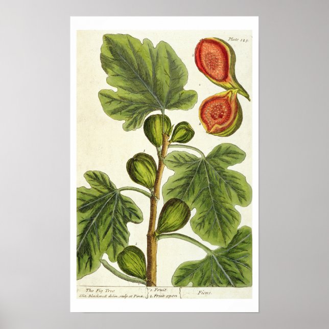 Die Feigenbaum, Platte 125 von "A Curious Herbal", Poster (Vorne)