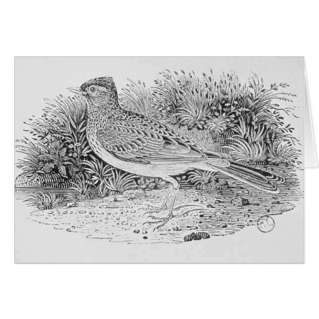 Die Feldlerche (Vorderseite (Horizontal))