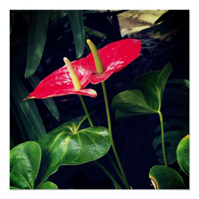 Die Flamingo-Pflanze Poster (Vorderseite)