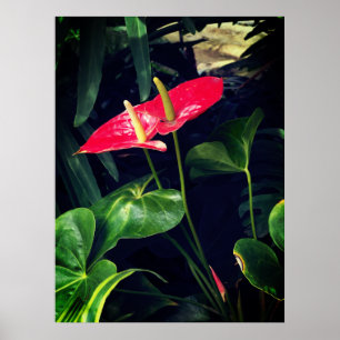Die Flamingo-Pflanze Poster