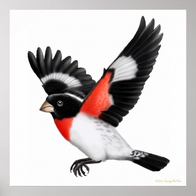 Die fliegende Rose brach das Grosbeak-Poster Poster (Vorne)