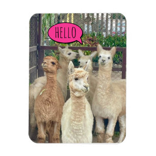 Die Flock von Lamas sagen Hallo auf Einladungen Magnet