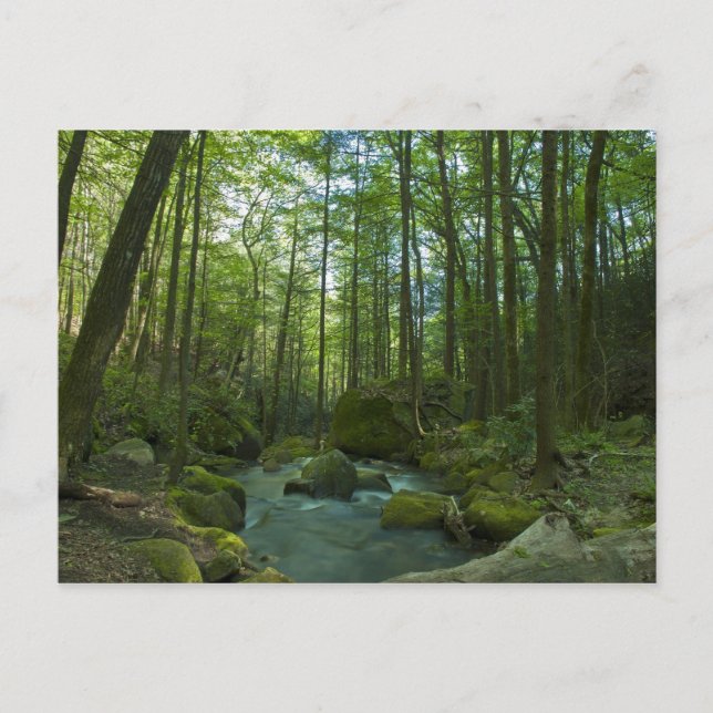 Die Flucht aus dem Wald Postkarte (Vorderseite)