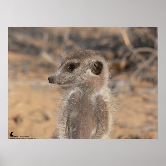 Die Fluffernutter-Kollektion - Daydreaming Poster (Vorne)