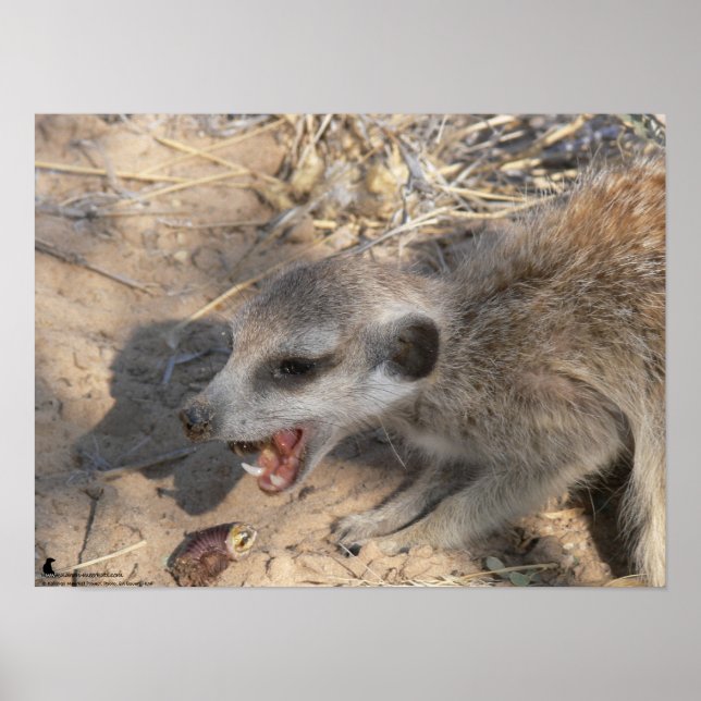 Die Fluffernutter-Kollektion - Essen Poster (Vorne)