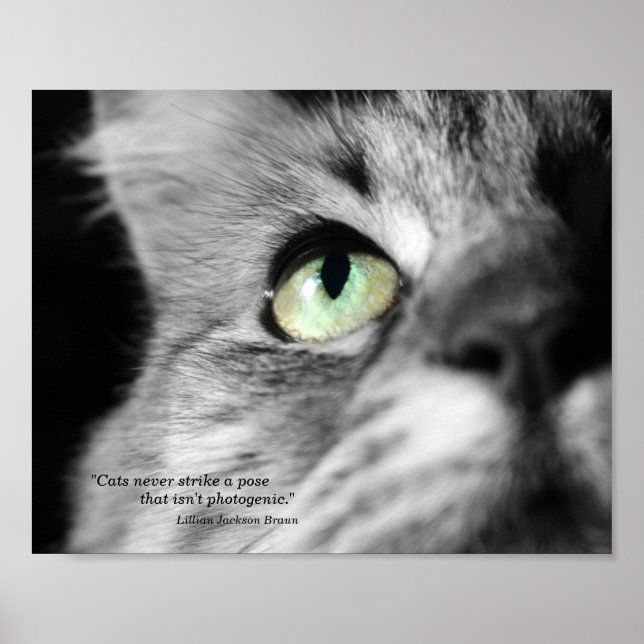 Die fotogene Katze Poster (Vorne)