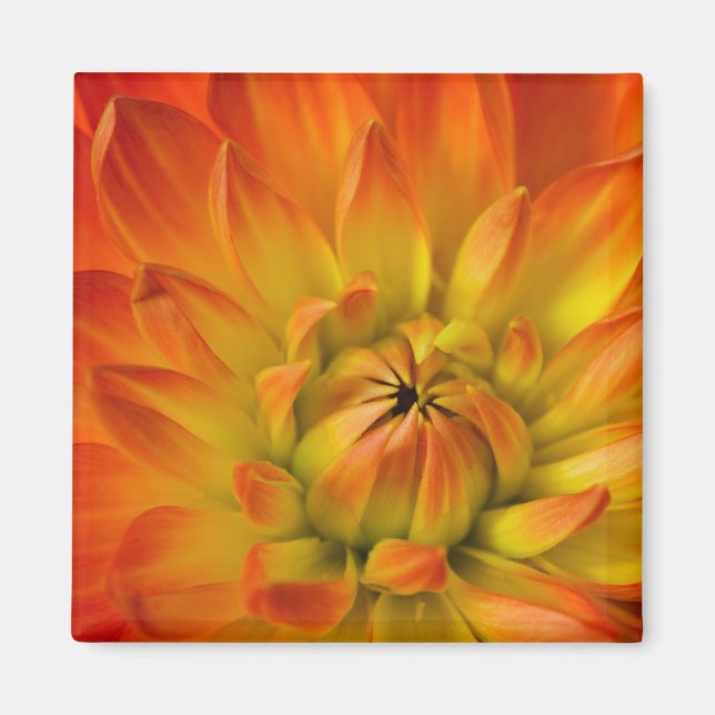 Die Fotografien der Dalhia-Blume mit den Magnet (Vorne)