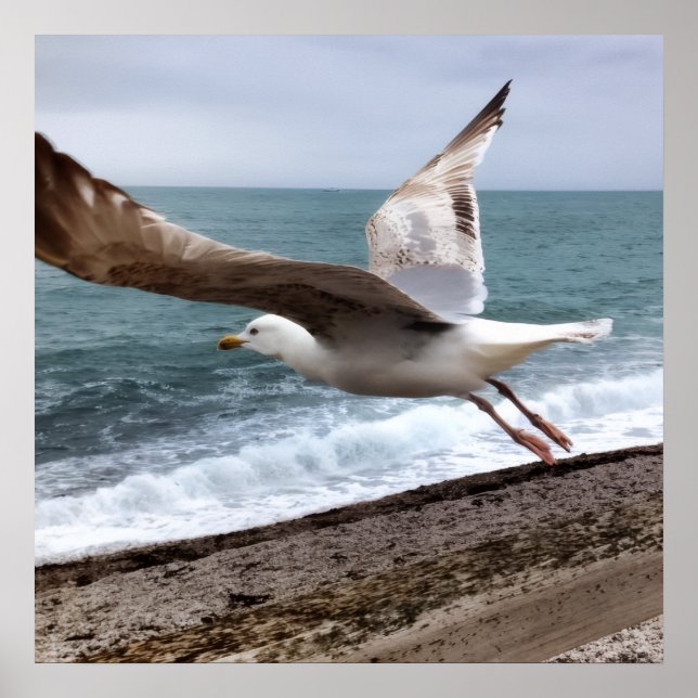 Die französische Etretat-Möwe Poster (Vorne)