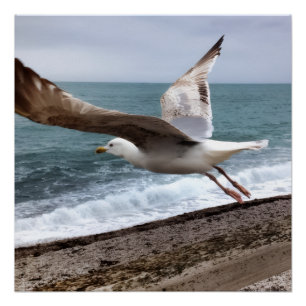 Die französische Möwe von Etretat Poster