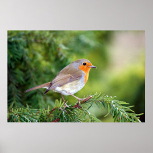 Die Freude der Natur Poster