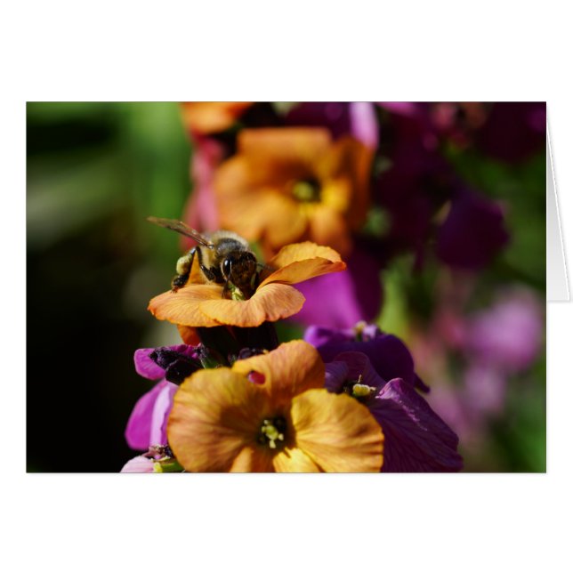 Die Frühlingsbiene fängt an! (Vorderseite (Horizontal))