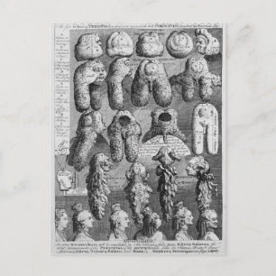 Die fünf Orden Perriwigs, 1761 Postkarte