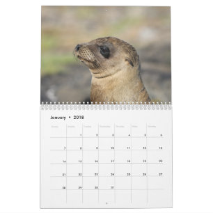 Die Galapagos - 12-monatiger Wandkalender