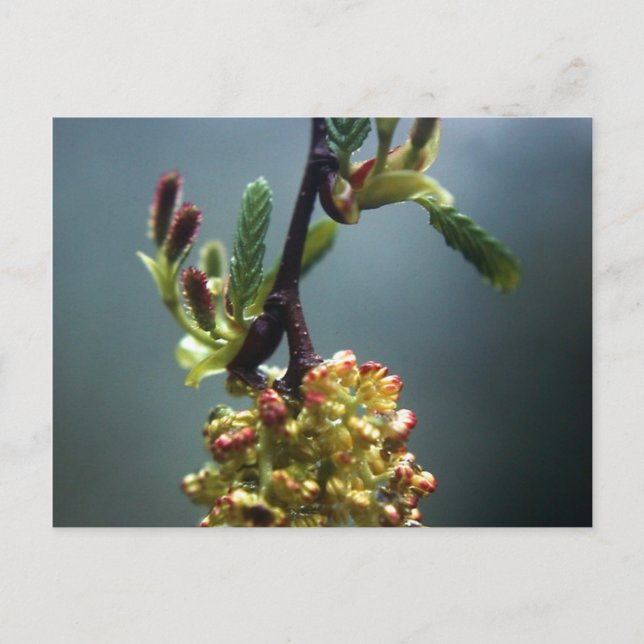 DIE GAZELLE POSTKARTE (Vorderseite)