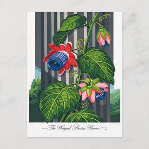 Die geflügelte Passionsblume Botanische Kunst Postkarte
