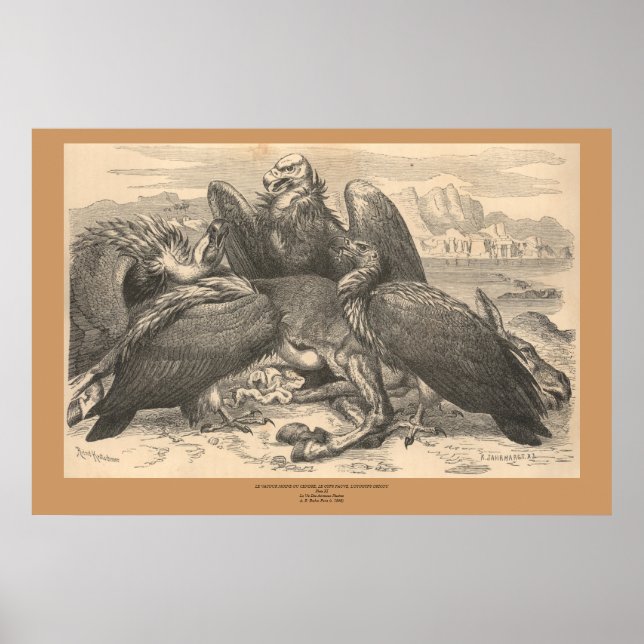 Die Geier Poster (Vorne)