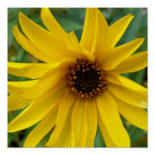 die gelben Herbstblumen Poster (Vorderseite)