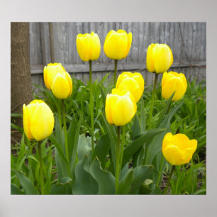 Die gelben Tulpen Poster