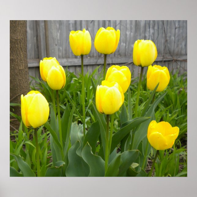 Die gelben Tulpen Poster (Vorne)