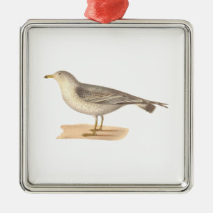 Die gemeine amerikanische Möve (Larus zonorhyncus) Ornament Aus Metall