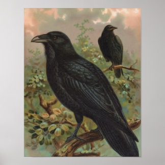 Die gemeinsame Vintage Vogeldarstellung Raven Poster