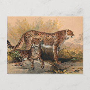 Die Geparden von Joseph Wolf Postkarte