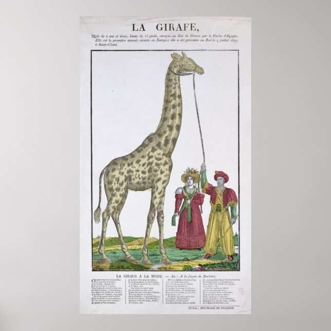 Die Giraffe für den König Poster (Vorne)