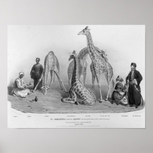 Die Giraffen mit den Arabern Poster