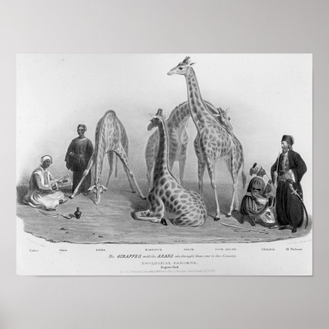 Die Giraffen mit den Arabern Poster (Vorne)