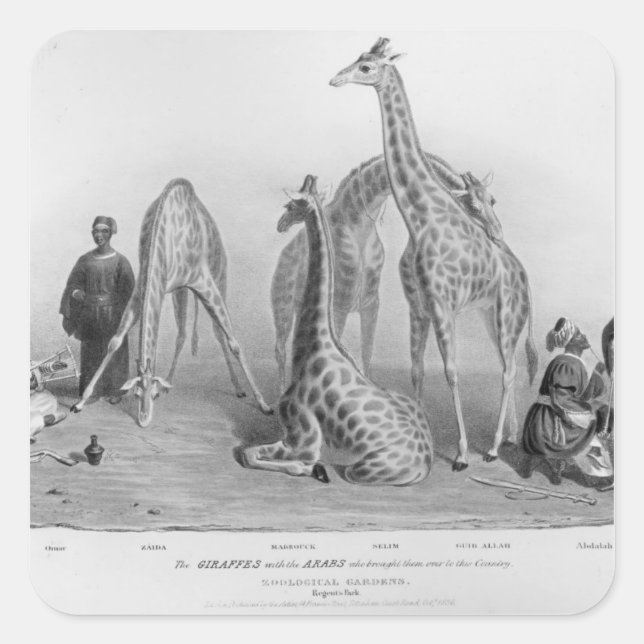 Die Giraffen mit den Arabern Quadratischer Aufkleber (Vorderseite)