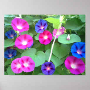 DIE GLORY DER MORGENGLORY POSTER