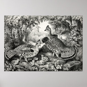 Die glückliche Familie - Ruffed Grouse and Young - Poster