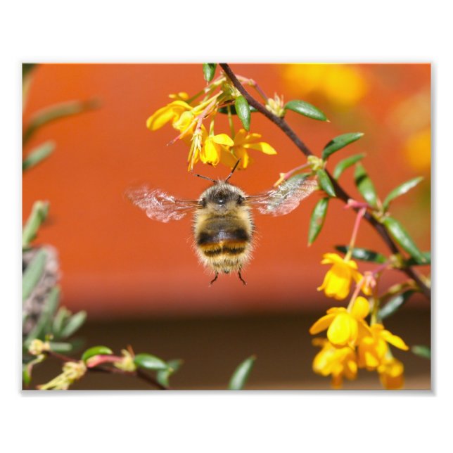 Die glückliche Hummel Fotodruck (Vorne)