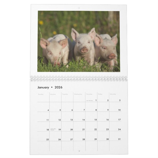Die glücklichen Ferkel 2015 - niedlicher Kalender (Jan 2026)