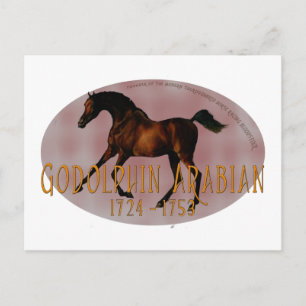 Die Godolphin Arabian Postkarte