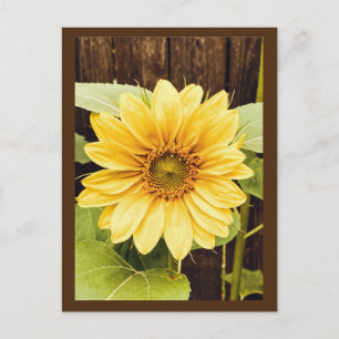 Die Goldene Sonnenblume Postkarte