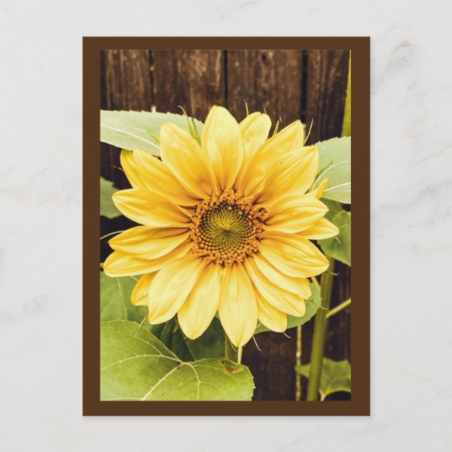 Die Goldene Sonnenblume Postkarte (Vorderseite)