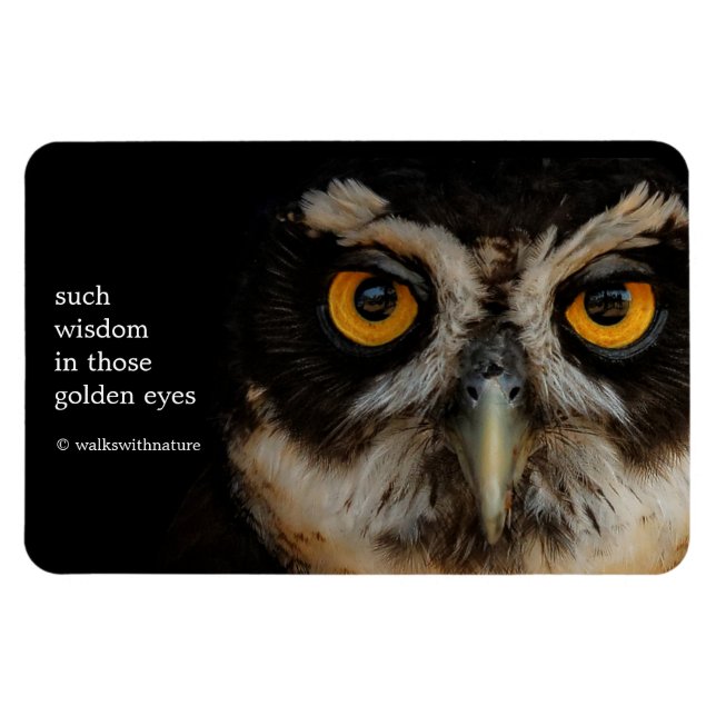 Die goldenen Augen eines spektakulären Eule Magnet (Horizontal)