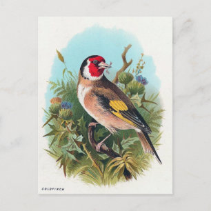 Die Goldfinch Postkarte