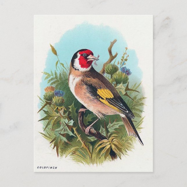 Die Goldfinch Postkarte (Vorderseite)