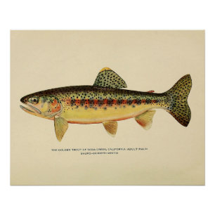 Die Goldforelle von Soda Creek, Kalifornien Poster