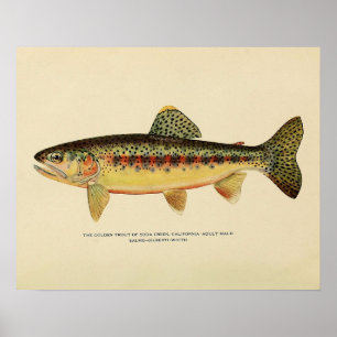 Die Goldforelle von Soda Creek, Kalifornien Poster
