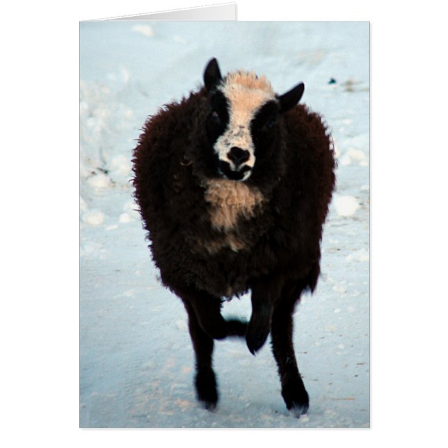 Die Goldvorstellung (Vorne)