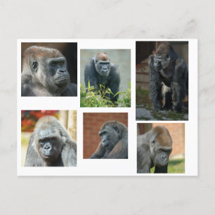 Die Gorilla-Truppe Postkarte