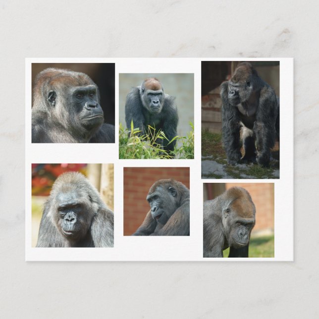 Die Gorilla-Truppe Postkarte (Vorderseite)