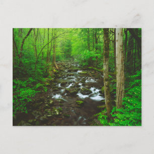 Die Great Smoky Mountains Postkarte