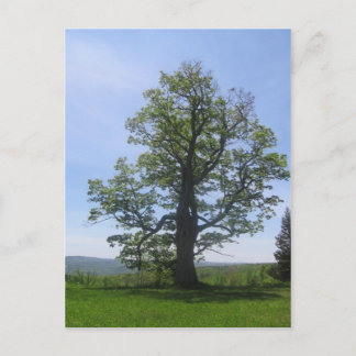 die große Eiche Postkarte